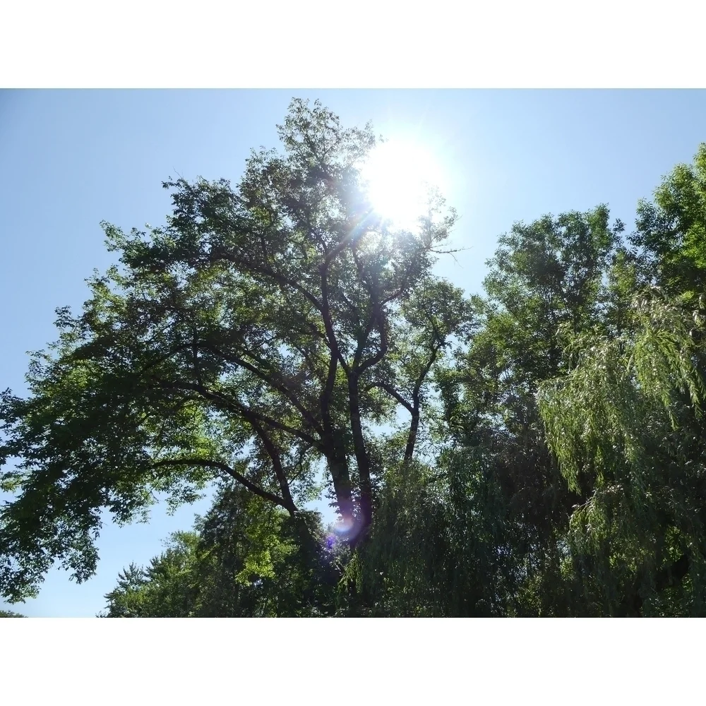 Original Photography Sunlit Forest in Vintage Frame - Picture 6 of 6